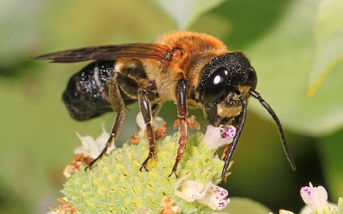 Detectada una especie exótica de abeja en Cataluña
